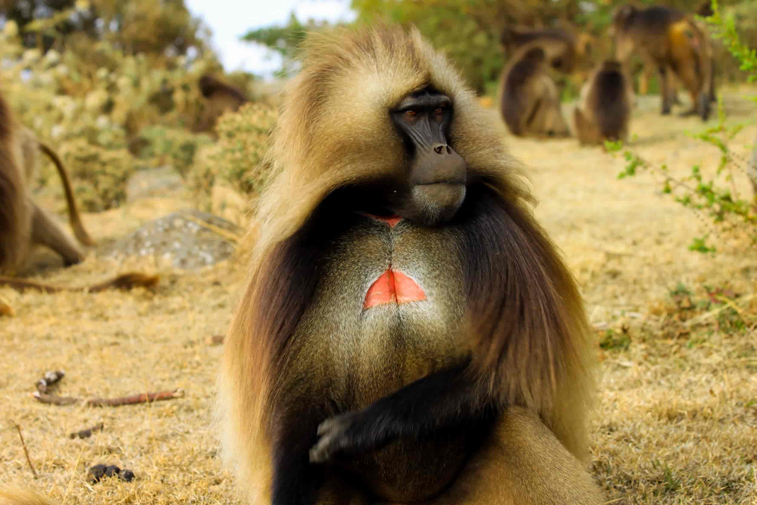 8 Reasons Why You Need to See Gelada Monkeys in Ethiopia